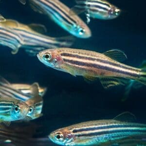 DANIO RERIO (CEBRITA) 3-3.5CM