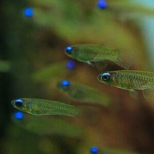 PEZ LINTERNA APLOCHEILICHTHYS NORMANI 1.5CM