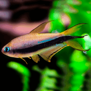 TETRA EMPERADOR