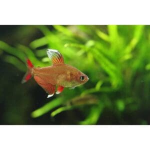 TETRA ROSY ALETA BLANCA