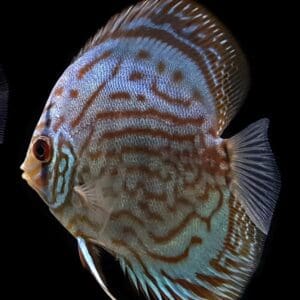 DISCO AZUL TURQUESA 6-7cm