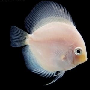 DISCO SNOW WHITE 10-12cm