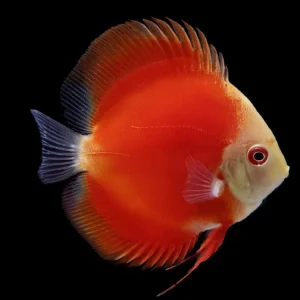 DISCO MARLBORO ROJO 6-7 CM