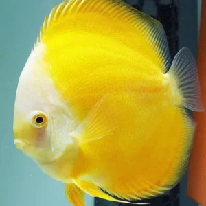 DISCO MARLBORO AMARILLO 6-7CM