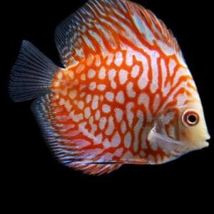 DISCO TABLERO DE AJEDREZ 6-7cm