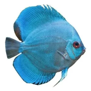 PECES DISCO AZUL DIAMANTE 6-7CM