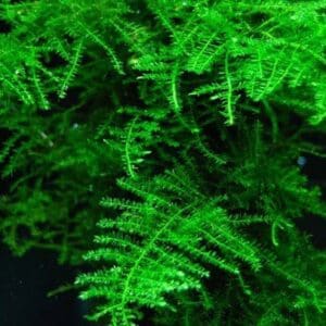 TAXIPHYLLUM ALTERNANS (TAIWAN MOSS) IN-VITRO