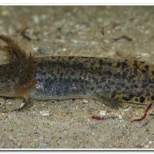 AMBYSTOMA ANDEERSONI MARRON
