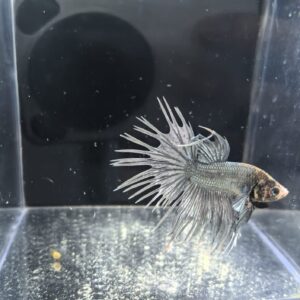 BETTA MACHO COLA CORONA