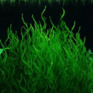 TAXIPHYLLUM SP. FLAME IN-VITRO