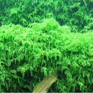 VESICULARIA FERRIEI WEEPING MOSS IN-VITRO