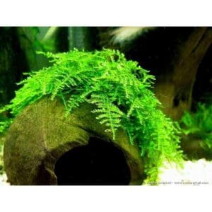 VESICULARIA MONTAGNEI CHRISTMAS MOSS IN-VITRO