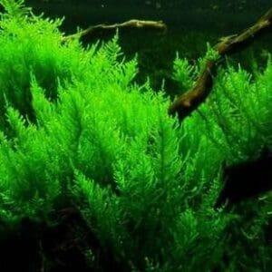 Vesicularia reticulata ‘Erect moss’ In-Vitro