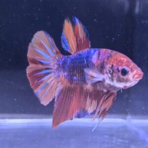 BETTA MACHO PLAKAT KOI FANCY 4-5CM
