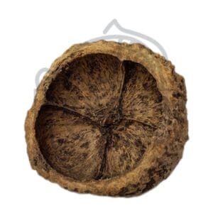 Cáscara de nuez de brasil