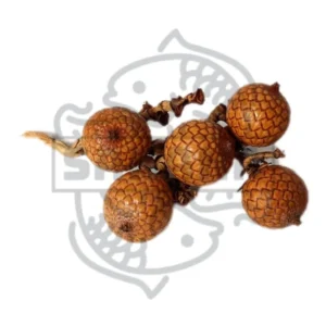 Fruto de Calamus 5 UNI