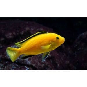 LABIDOCHROMIS LEMON
