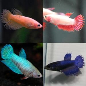 BETTA HEMBRA COLA CORONA