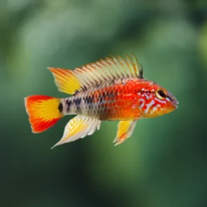 APISTOGRAMMA MACMASTERI 3-4 CM