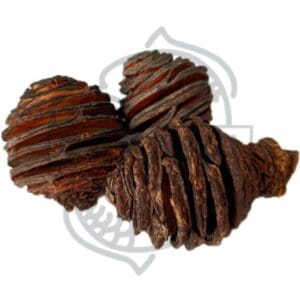 Piña africana 3 UNI