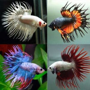 BETTA MACHO COLA CORONA