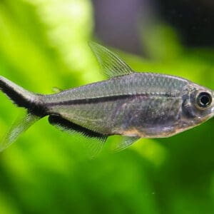 TETRA MOENKHAUSIA COSTAE