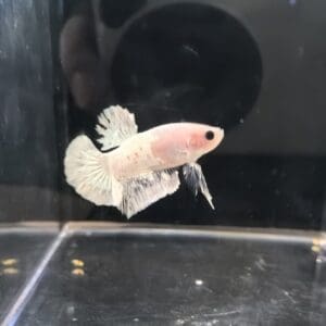 BETTA MACHO PLAKAT FANCY 4-5 CM
