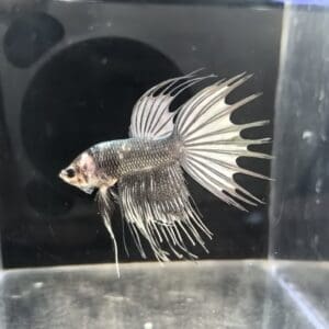 BETTA MACHO COLA CORONA FANCY 4-5 CM