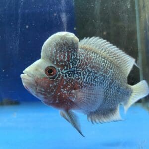 CICHLASOMA FLOWER HORN SUPER RED GRADO A 12-14 CM