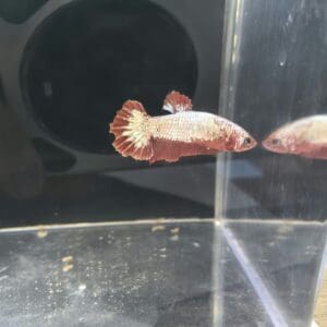 BETTA HEMBRA PLAKAT FANCY 4-5 CM