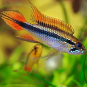 APISTOGRAMMA AGASSIZII DOBLE ROJO