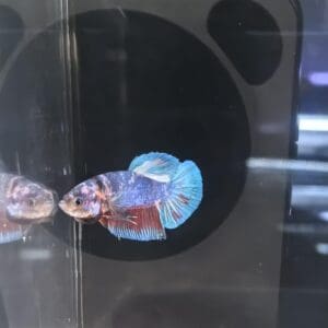 BETTA MACHO MEDIA LUNA FANCY KOI