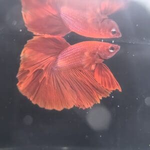 BETTA MACHO SUPERDELTA 5-6 CM