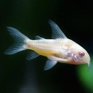 CORYDORAS ALBINA