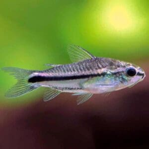 CORYDORAS PIGMEA 1-1.5 CM （OFERTA 7 UNIDAD）