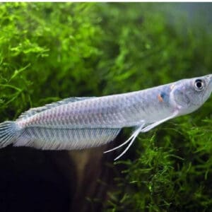 AROWANA 15-20 CM