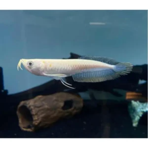 AROWANA ALBINA 12-14 CM