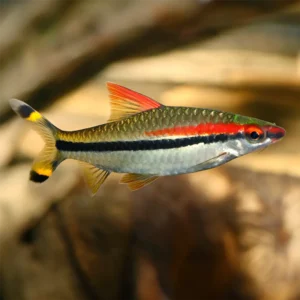 BARBO DENISONI 2.5-3CM