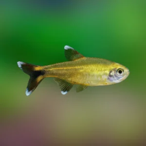 HASEMANIA NANA（OFERTA 7 UNIDAD）