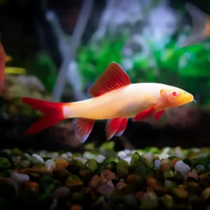 LABEO FRENATUS ALBINO