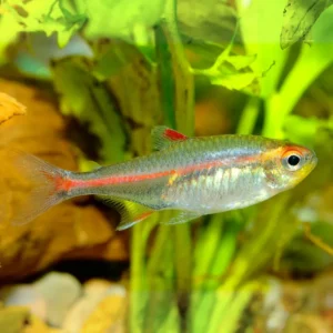 NEON COBRE 2-2.5 CM