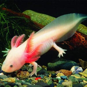 AMBYSTOMA ANDEERSONI ALBINO OJO NEGRO