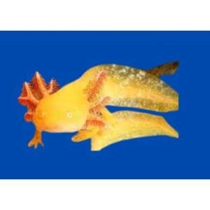 AMBYSTOMA ANDEERSONI GOLDEN