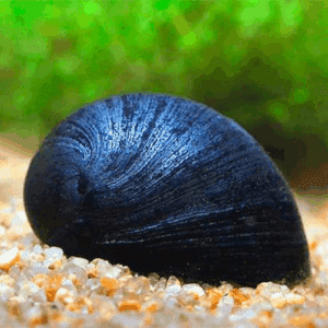 Caracol Casco Militar