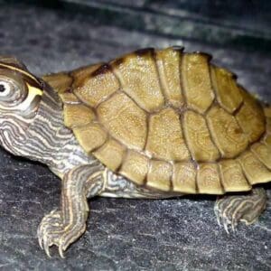 TORTUGA GRAPTEMYS PSEUDOGEOGRAPHICA KOHNI