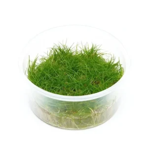 Eleocharis sp. mini (in vitro)