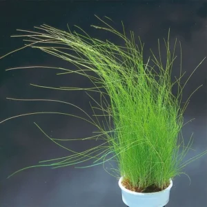 Eleocharis parvula (Anteriormente: E. acicularis)(IN-VITRO)