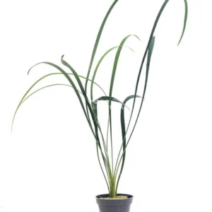 Ophiopogon gigantea