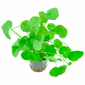 Hydrocotyle leucocephala