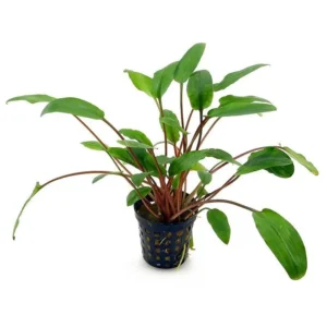 Cryptocoryne beckettii viridifolia